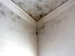 Mold Removal for HVAC Installations in Lancaster, KY